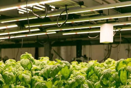 綠色智慧雙軌并行 從創(chuàng)意農(nóng)法到科技革命的農(nóng)業(yè)未來